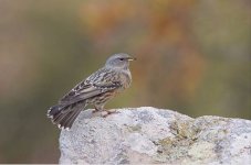 Alpine Accentor, Prunella collaris, 13-11-17.c  Vic Duncombe.JPG