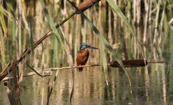 A Kingfisher - Alcedo atthis 2J4A4493.jpg
