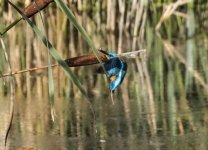 A Kingfisher - Alcedo atthis 2J4A4497.jpg