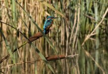 A Kingfisher - Alcedo atthis 2J4A4474.jpg