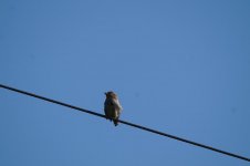 grosbeak (F).JPG