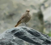 b redstart 1.jpg