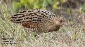 CornCrake.LI.8Nov2017a.jpg