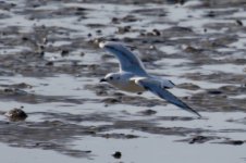 Saunder's Gull.jpg