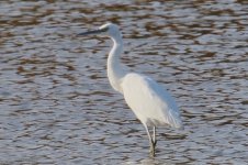 Little Egret.jpg