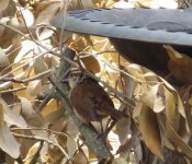 carolina wren (2).jpg