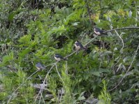 Eastern Kingbird.jpg