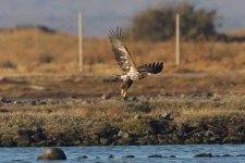 Juv White tailed eagle Kalloni Salt Pans c  Jan Bezemer 041017 01.JPG