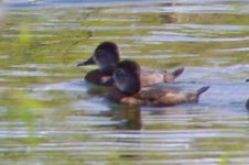 a- poss Ringneck Ducks 02-22-2015 pond Cape Coral FL P6479.jpg