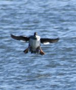 Common Goldeneye possible2.jpg