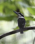 sombre kingfisher2.jpg