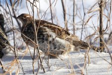 q_IMG_0271_grouse.JPG