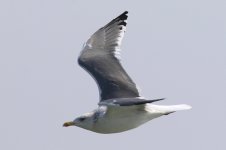 Taimyr Gull (21) - Copy.jpg