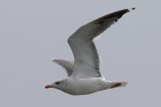 Taimyr Gull (23) - Copy.jpg