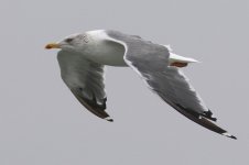 Taimyr Gull (25) - Copy.jpg
