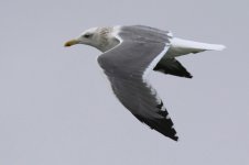 Taimyr Gull (11) - Copy.jpg