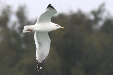 Mongolian Gull (02) - Copy.jpg