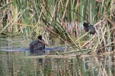 Common Coot.jpg