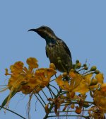 Dlv_3039_Sunbird.jpg