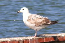 Unknown Gull (09) - Copy.jpg