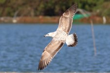 Unknown Gull (04) - Copy.jpg