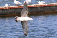 Unknown Gull (06) - Copy.jpg