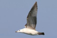 Unknown Gull (08) - Copy.jpg