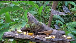 Panama_birdcam_13.JPG