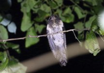 owlet nightjar2.JPG