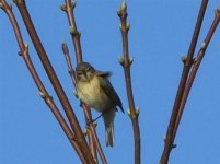 willow warbler .jpg