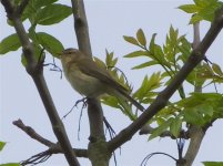 Willow warbler or chiffchaf.jpg