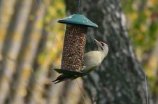 Grey-headed Woodpecker 1thumb.jpg