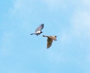 A Pallid Harrier and Hoody, No.4..jpg