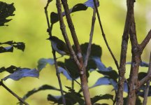 halmahera white eye.JPG