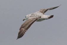 Taimyr Gull (09) - Copy.jpg