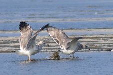 Taimyr Gull (10) - Copy.jpg