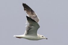 Taimyr Gull (49) - Copy.jpg