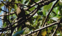 DSC09552 Mountain Bulbul @ Ng Tung Chai.jpg