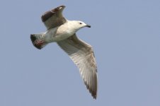 Mongolian Gull (01) - Copy.jpg