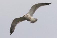 Vega Gull (05) - Copy.jpg