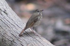 a- 02-16-2018 Myakka SP FL_2371.jpg