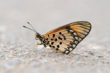 Small Orange Acraea rsa 1.jpg