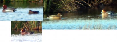 wigeon.jpg