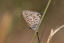 Common Zebra Blue rsa 1.jpg