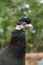 Crested Guineafowl rsa 2.jpg