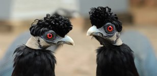 Crested Guineafowl rsa 1.jpg