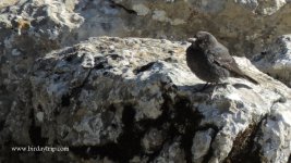 2017.11.15 Blue Rock Thrush.JPG