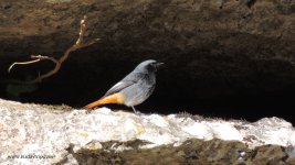 2017.11.15 Black Redstart.JPG