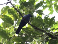 cerrulean cuckooshrike.JPG