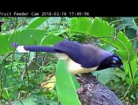 black-chested jay.jpg